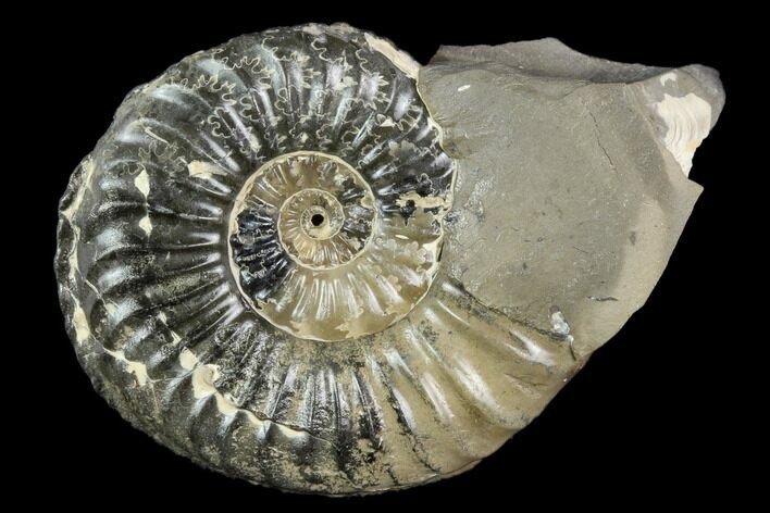 Ammonite (Pleuroceras) Fossil - Germany #125412